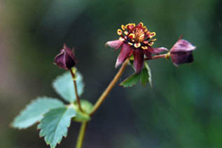 Potentilla palustris